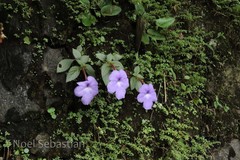 Achimenes longiflora